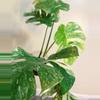 plant/Monstera Legacy Monstera Treasure Monstera Thai Legacy-1-thumbnail