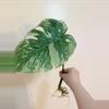 plant/Monstera Legacy Cutting Monstera thai Legacy-1-thumbnail