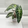 plant/Polly aurea alocasia corm-4-thumbnail