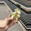 plant/Monstera white monster acclimated tc growers choice-5-thumbnail