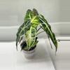 plant/Polly aurea alocasia corm-1-thumbnail