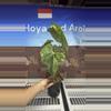 plant/H205 Anthurium Sweet Love Variegated-1-thumbnail