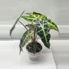 plant/Polly aurea alocasia corm-2-thumbnail