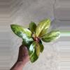 plant/Philodendron Congo Marble-5-thumbnail