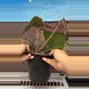 plant/H101 Anthurium BVIT x Zara Michele-1-thumbnail