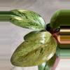 plant/Philodendron Congo Marble-1-thumbnail