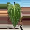 plant/H205 Anthurium BVIT x Zara Michelle-1-thumbnail