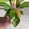 plant/Philodendron Congo Marble-3-thumbnail