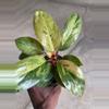 plant/Philodendron Congo Marble-4-thumbnail