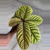 plant/Ardisia Cool Fire-3-thumbnail