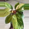 plant/Philodendron Congo Marble-0-thumbnail