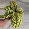 plant/Ardisia Cool Fire-0-thumbnail