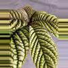 plant/Ardisia Cool Fire-4-thumbnail