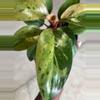 plant/Philodendron Congo Marble-2-thumbnail