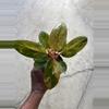 plant/Philodendron Congo Marble-6-thumbnail
