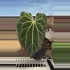 plant/H203 Anthurium BVIT x Zara Michele-1-thumbnail