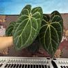 plant/H102 Anthurium BVIT x Zara Michele-0-thumbnail