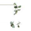 plant/Hoya silver cloud sky waymaniae-1-thumbnail