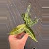 plant/Variegated alocasia polly aurea starter plant growers choice-1-thumbnail