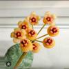 plant/Hoya silver cloud sky waymaniae-0-thumbnail