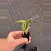 plant/Variegated alocasia polly aurea starter plant growers choice-6-thumbnail