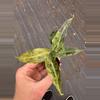 plant/Variegated alocasia polly aurea starter plant growers choice-3-thumbnail