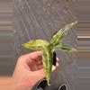 plant/Variegated alocasia polly aurea starter plant growers choice-4-thumbnail