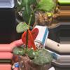 plant/Hoya silver cloud sky waymaniae-6-thumbnail