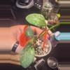 plant/Hoya silver cloud sky waymaniae-3-thumbnail