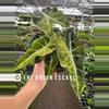 plant/Variegated alocasia polly aurea starter plant growers choice-0-thumbnail
