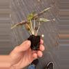 plant/Variegated alocasia polly aurea starter plant growers choice-7-thumbnail