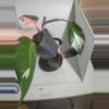 plant/Philodendron pink princess dark form fresh cutting-2-thumbnail