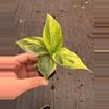 plant/Yellow variegated musa starter plant growers choice-3-thumbnail