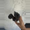 plant/Black mamba Begonia-2-thumbnail