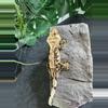 plant/#62 porthole Male-5-thumbnail