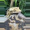 plant/#62 porthole Male-3-thumbnail