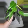 plant/Philodendron burle max flame #7162-3-thumbnail
