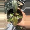 plant/Orange Princess Philodendron-1-thumbnail