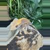 plant/#158 Harley 11g (not fully fired)-1-thumbnail