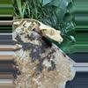 plant/#77 MAPI white wall Quad stripe dark base 35g-0-thumbnail
