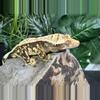 plant/#62 porthole Male-1-thumbnail