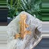 plant/#141 Orange Tiger baby 4g-4-thumbnail