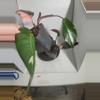 plant/Philodendron pink princess dark form fresh cutting-5-thumbnail