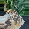 plant/#154 Tri Dash Pin 22g NPV-0-thumbnail