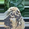 plant/#102 Lilly white male 11g-0-thumbnail