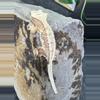 plant/#102 Lilly white male 11g-4-thumbnail