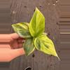 plant/Yellow variegated musa starter plant growers choice-2-thumbnail