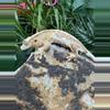 plant/#102 Lilly white male 11g-1-thumbnail
