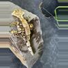 plant/#62 porthole Male-2-thumbnail
