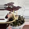 plant/Black mamba Begonia-3-thumbnail